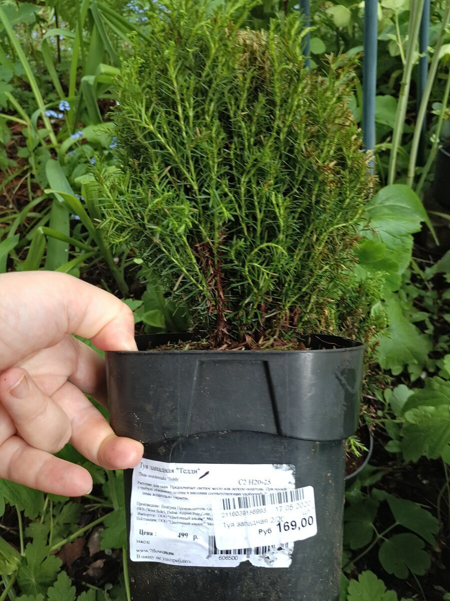 Взяла парочку Тедди. Один - хороший у меня уже есть. Очень нравится