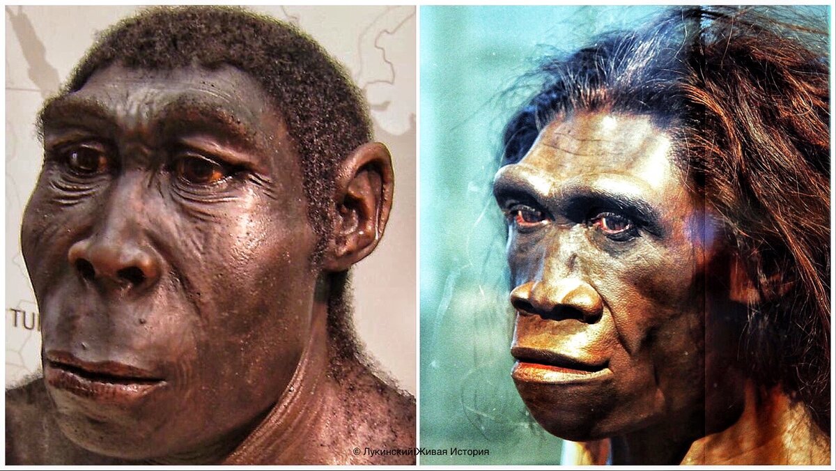 Реконструкции самца и самки Homo erectus на коллаже автора 