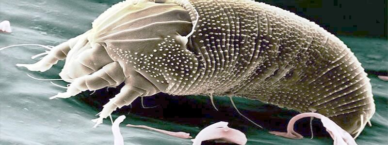 Галловый клещ