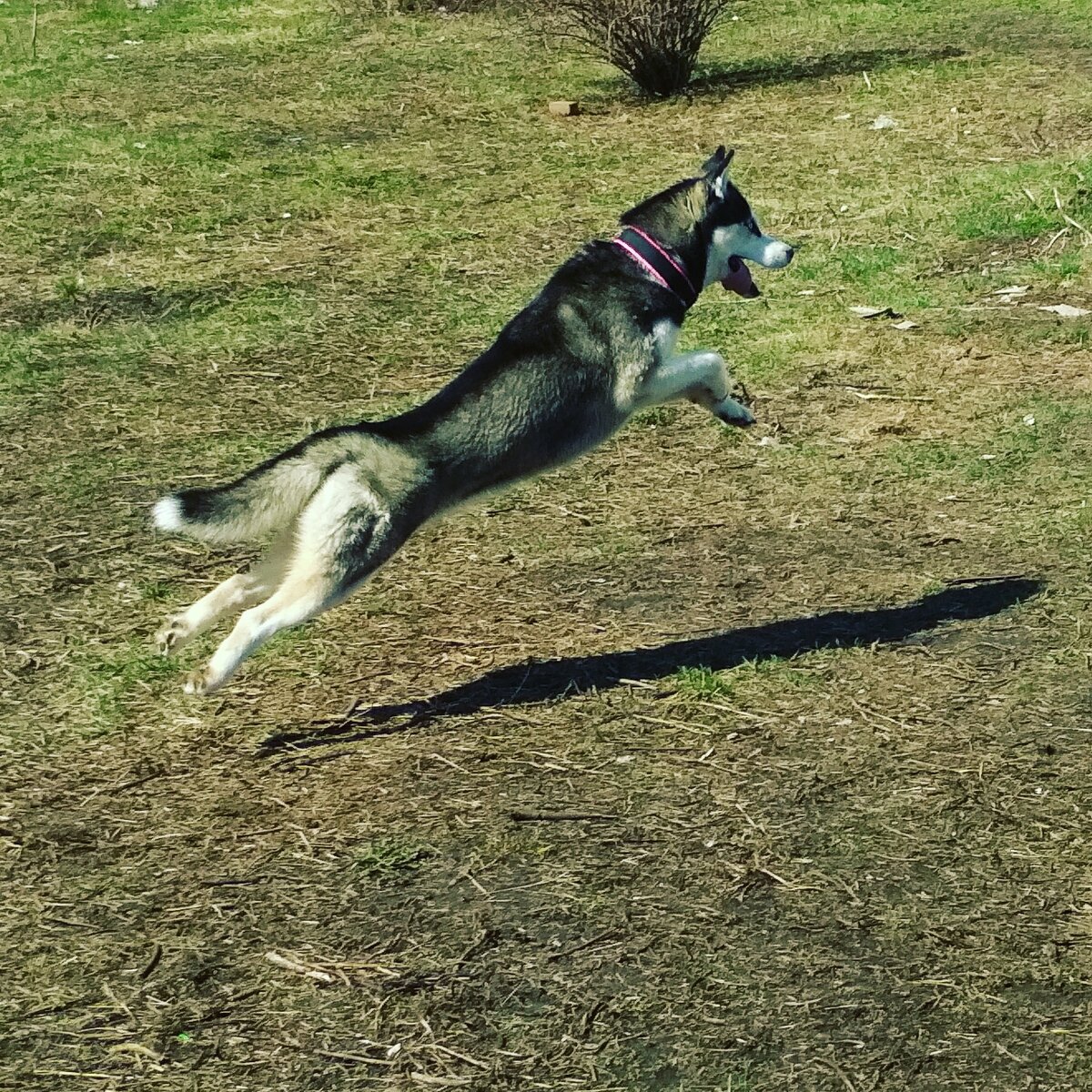 Айза🐾❤️
