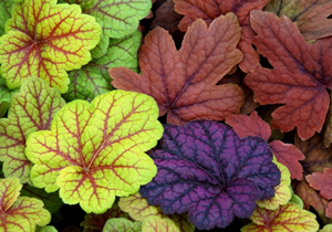 Плющ неприхотлив в уходе. Высаживается весной или осенью в любую почву, достаточно хорошо удобренную и дренированную. Если земля малоплодородная, вносят органические удобрения в количестве 5 кг/м2. Для выращивания растений в горшках можно использовать субстрат, состоящий из: