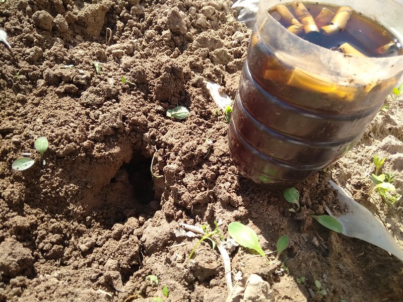 Кротовьи дыры на грядках повсюду. Заливала туда настой вместе с мокрыми окурками, чтобы подольше воняло в кротовьих ходах