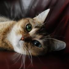 Фото алтайской голубоглазки