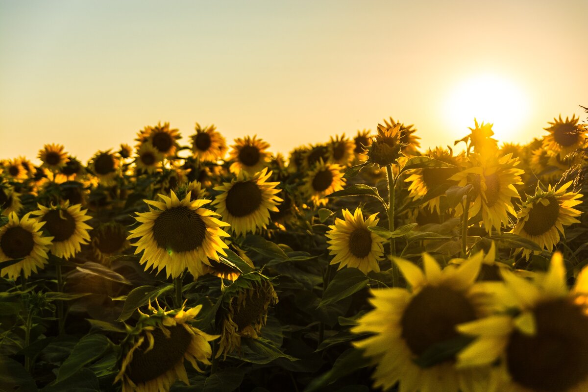 Photo by Marko Blažević on Unsplash