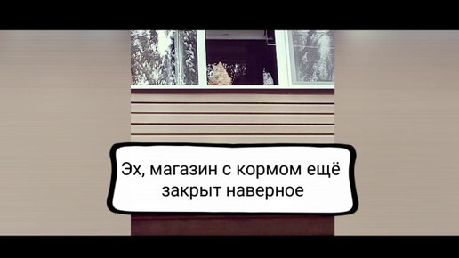 Коты на наших улицах