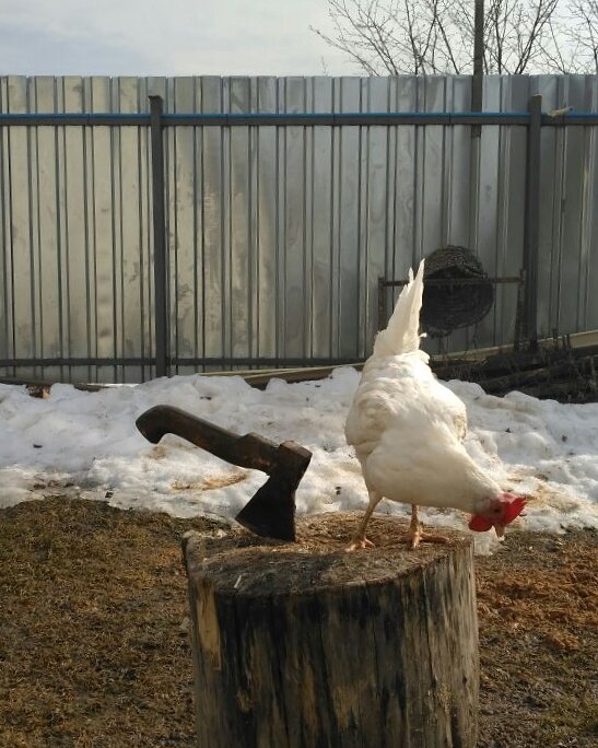 Из моего архива