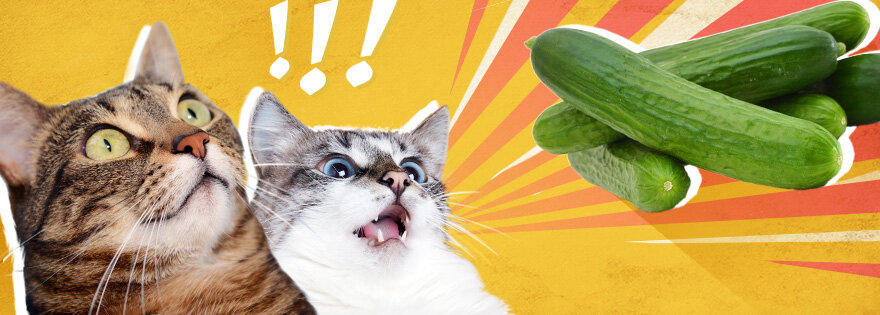 Источник картинки Яндекс