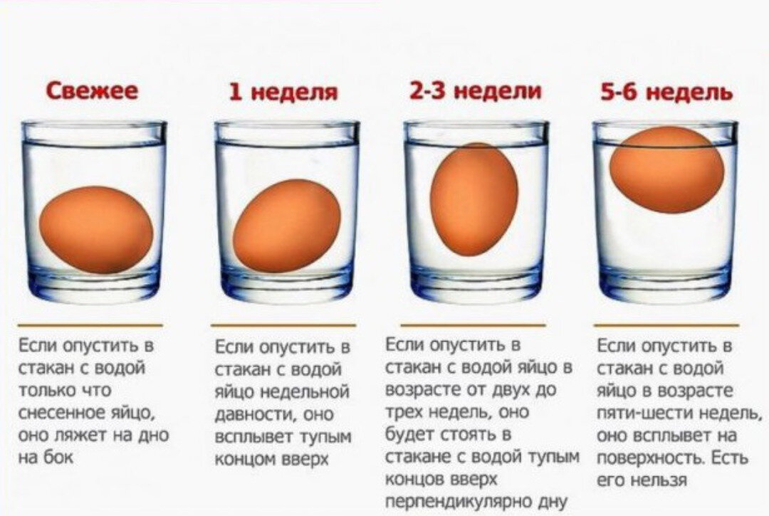 Можно ли есть сырые яйца домашние. Срок хранения домашних яиц. Срок хранения куриных яиц в холодильнике домашних. Свежесть яиц. Как определить свежесть яйца в воде.