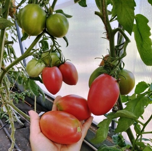 Сорта томатов, которые обязательно посажу в будущем году