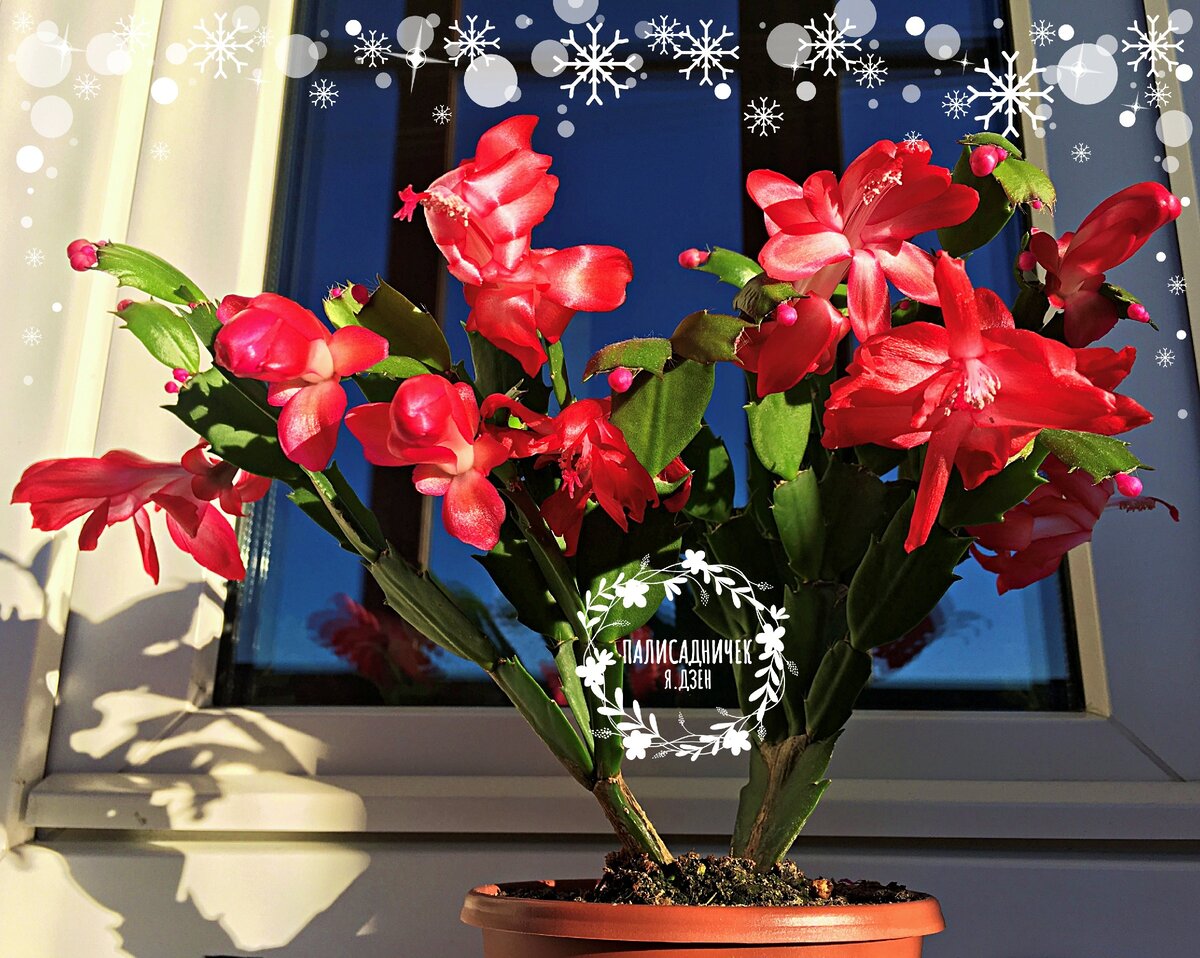 Это "старички" мои. Их 4. Красный. Розовый. И два белых. Листайте, пожалуйста ⏩⏩