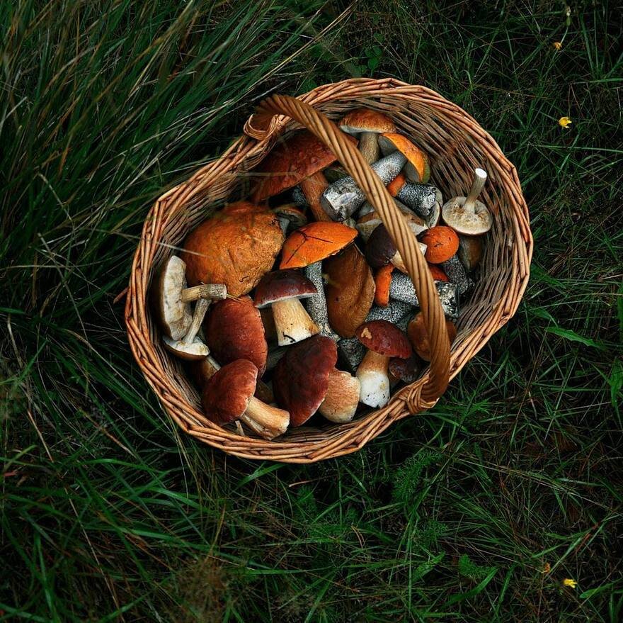 Лукошко с грибами картинки