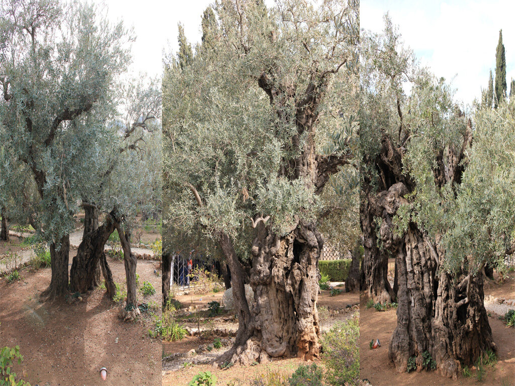 Мне кажется они помнят все...