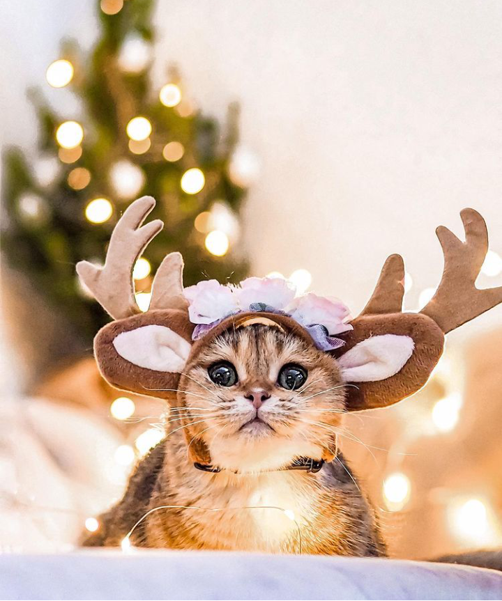 Картинка взята из интернета