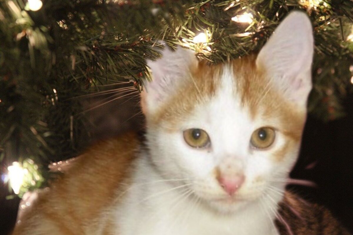 Колючая она, эта ёлка.