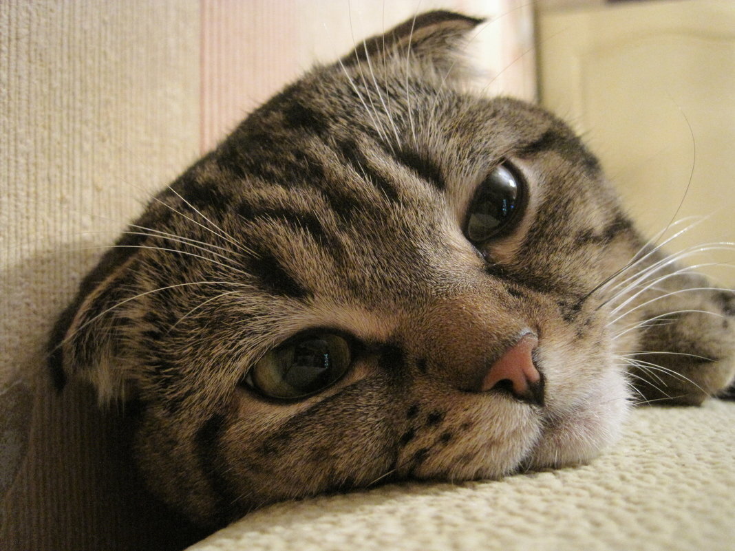 Грустная кошечка. Печальный котик. Котик грустит. Котику грустно. Кот скучает.