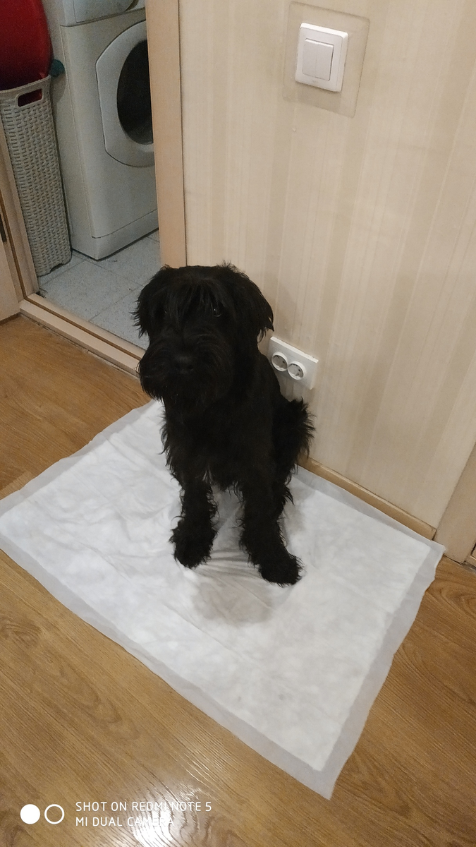 Еще в щенячем возрасте мы стелили пеленки