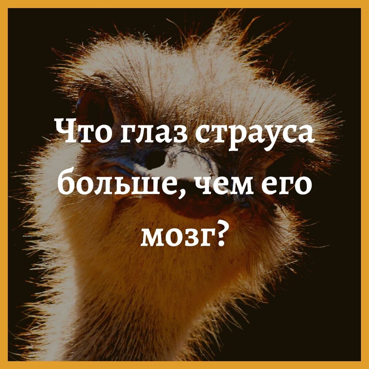 Страус
