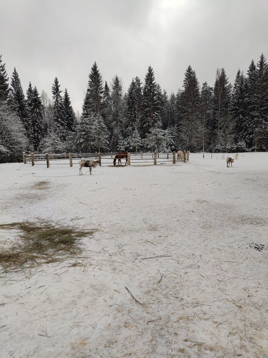 Лесная избушка