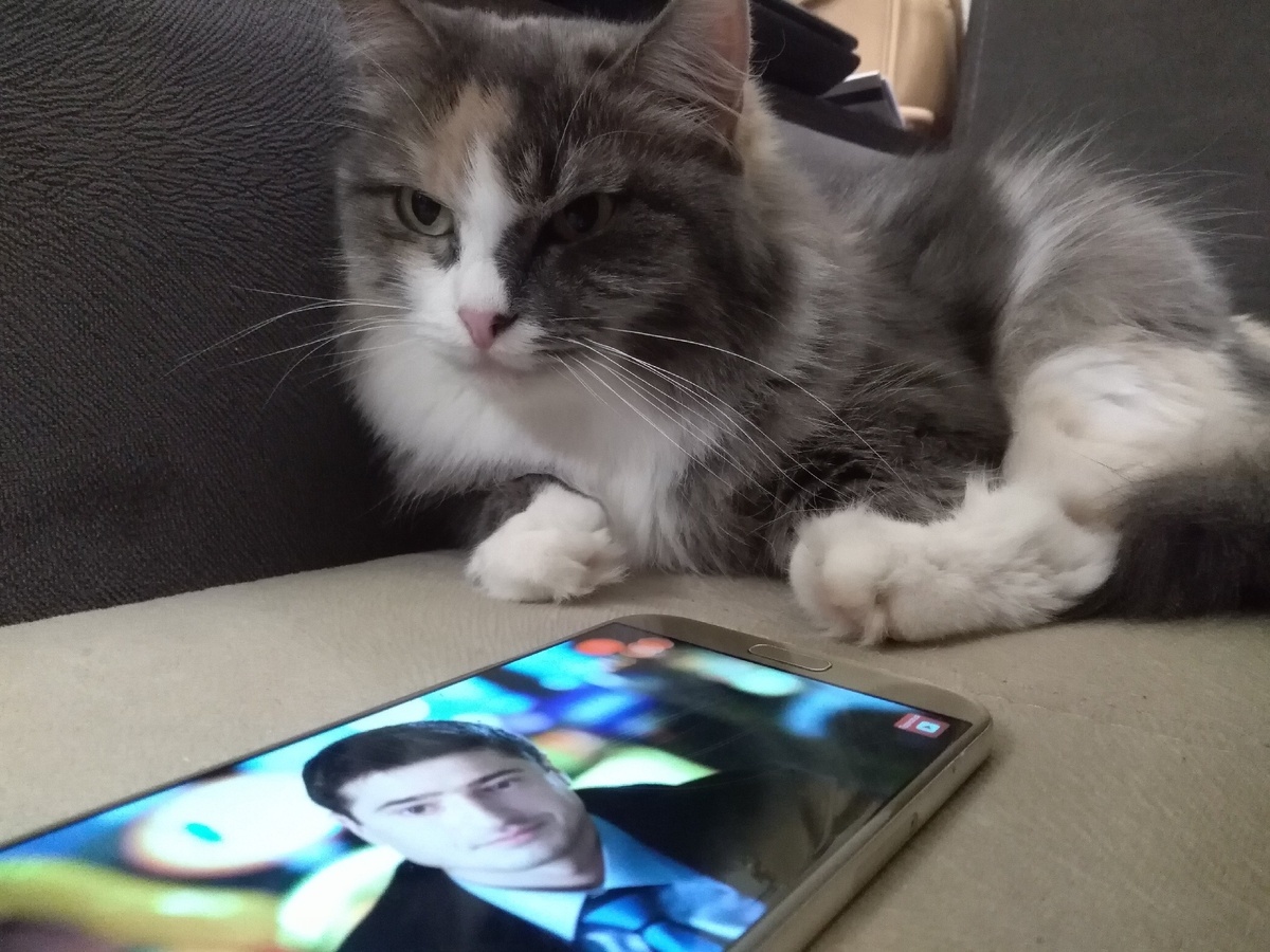 Даже животные у телефонов⁹