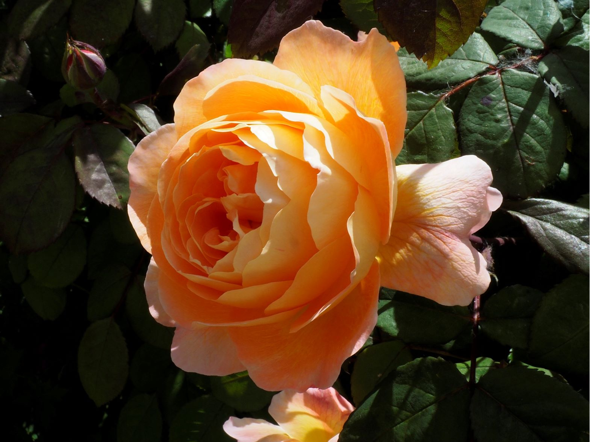 Lady Emma Hamilton,Austin,2005.Английские розы