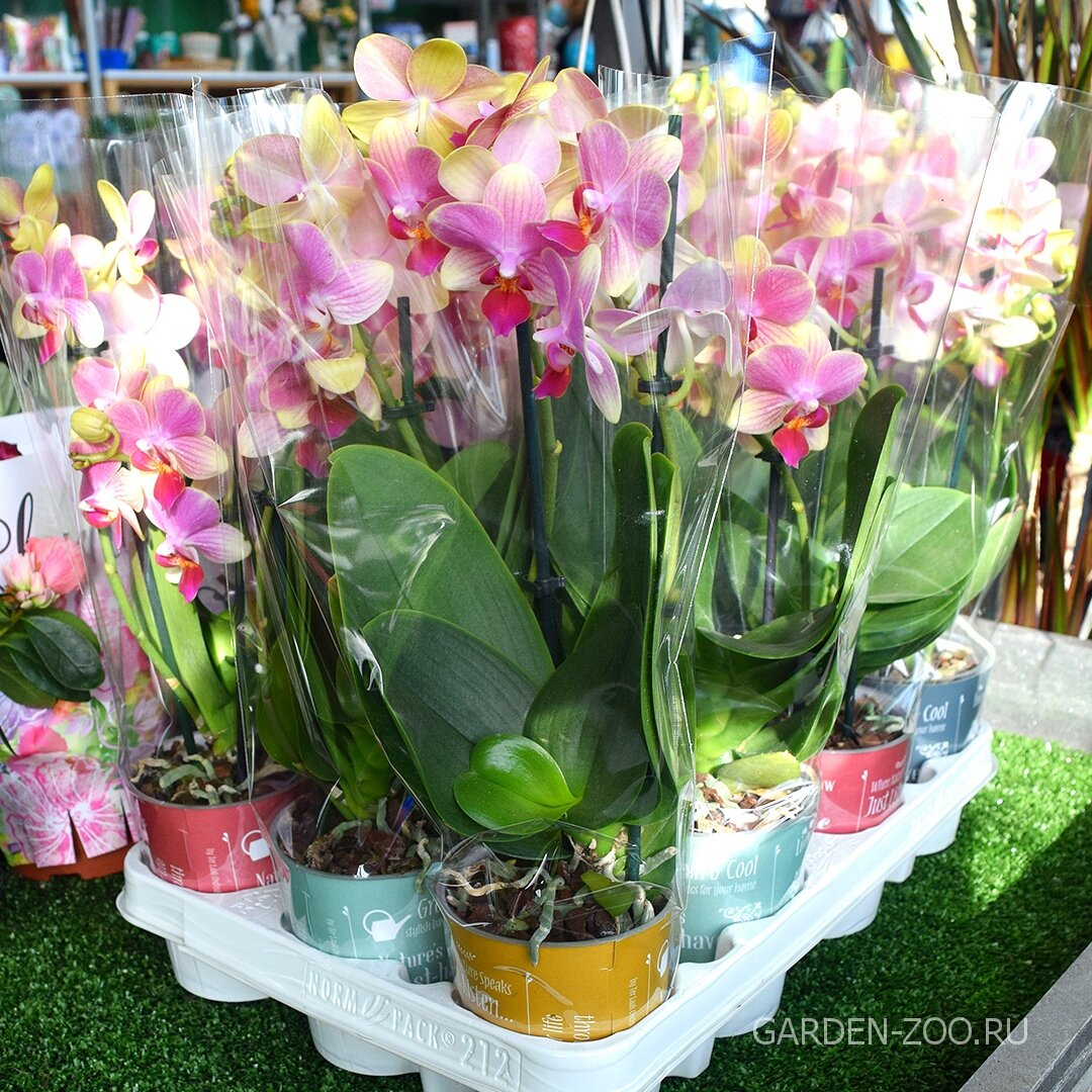 Орхидея Саммер Сонг