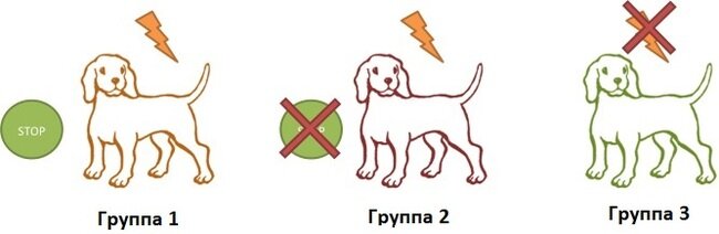 Собаки были поделены на 3 группы:  
1- могли избежать удара током посредством нажатия специальной панели. 
2-получали удар током пока первая группа не нажмет панель. 
3-не получала удара током.