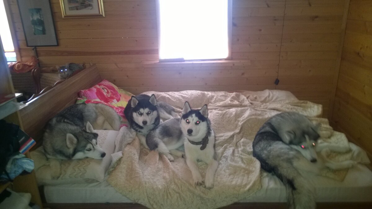 Типичные диванные собаки