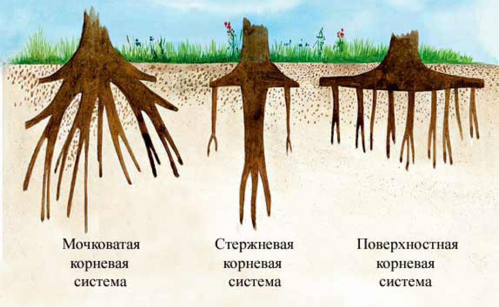 На какую глубину растут корни. Деревья со стержневой корневой системой. Корневая система яблони глубина. Корневая система кипариса пирамидального. Размер корневой системы деревьев.