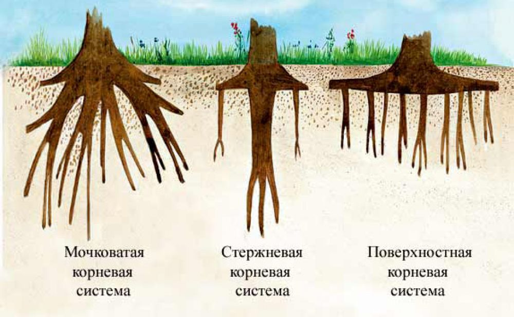 К какому классу относят растение корневая система которого показана на рисунке