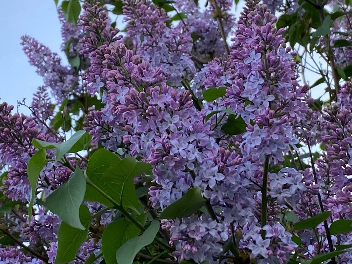 вот такая сирень росла у нас под окном