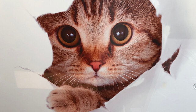 Если мелкие коготки не слишком повредили потолок, то это можно исправить!