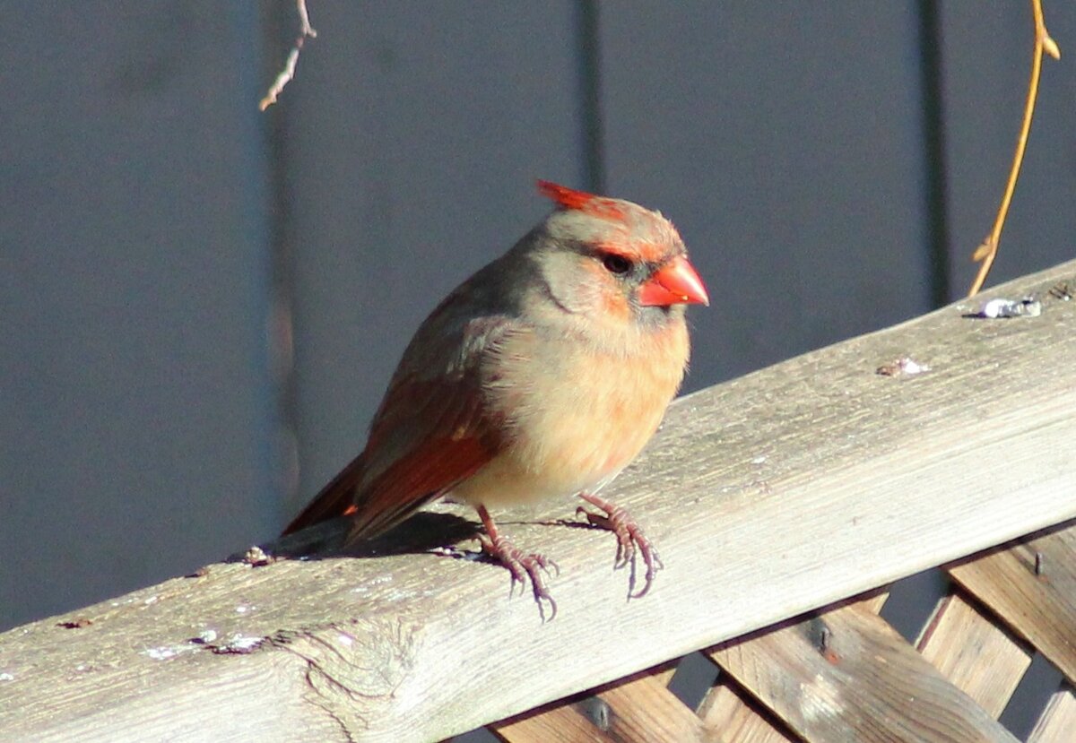 Серый кардинал птица. Красный Кардинал птицы Северной Америки. Птицы Северной Каролины США.