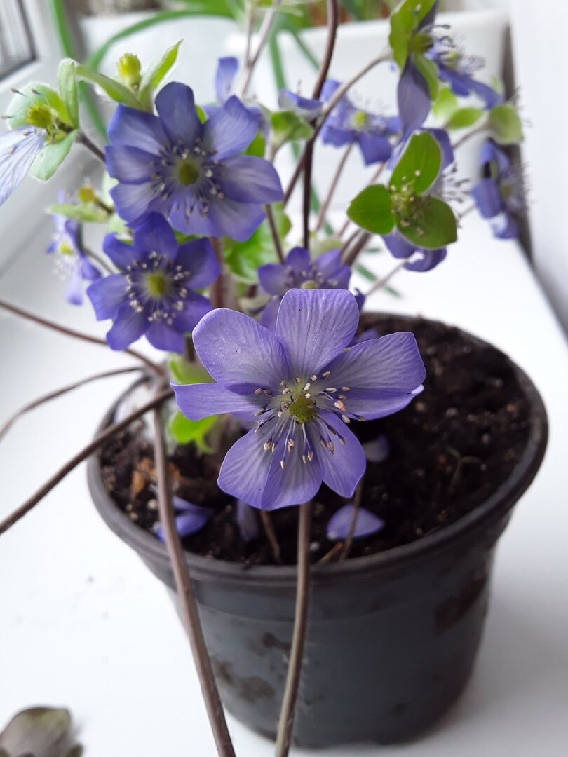 Такая печеночница у меня была, но я все равно схватила - красоты много не бывает