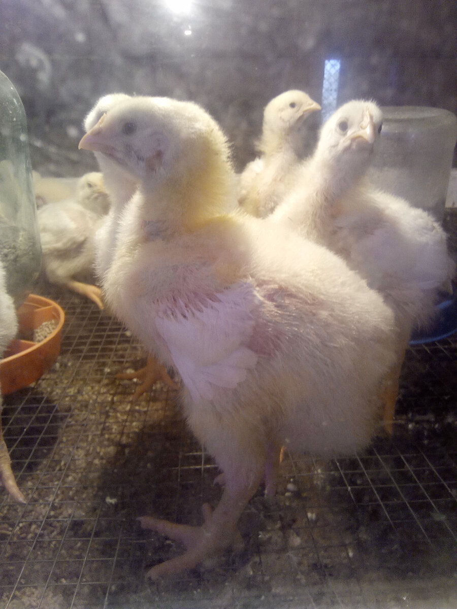 Бройлер РОСС-308 двухнедельный