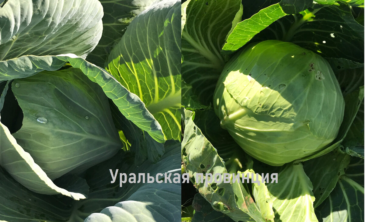 Всегда добавляю в лунку при высадке капусты 3 компонента и получаю ...