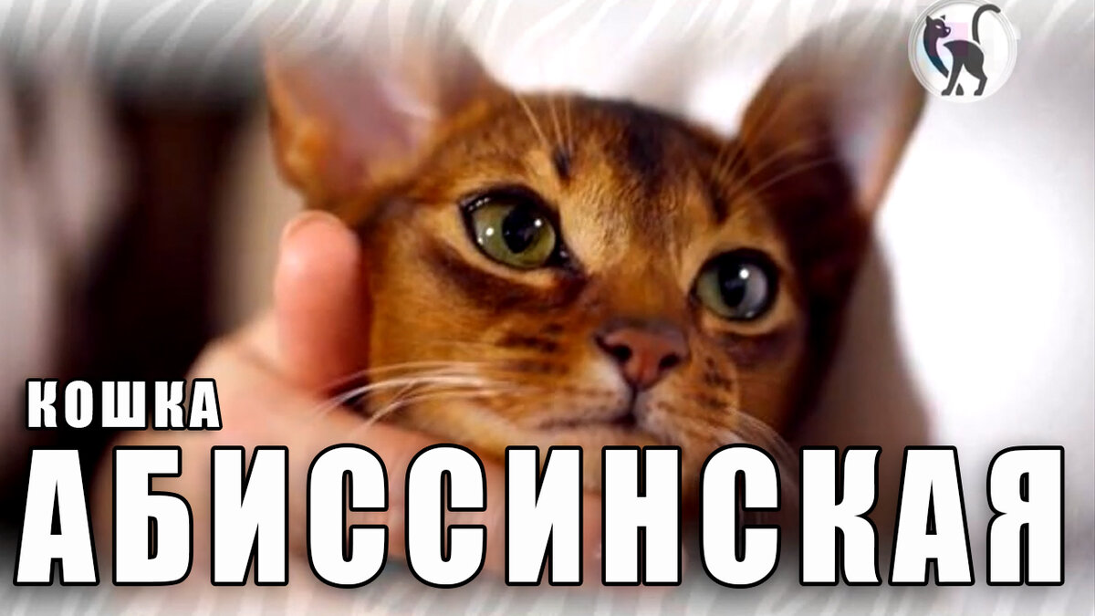 Абиссинская кошка