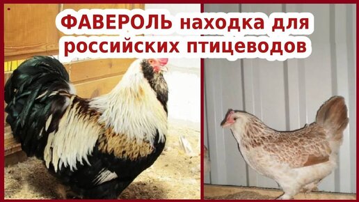 ФАВЕРОЛЬ находка для российских птицеводов