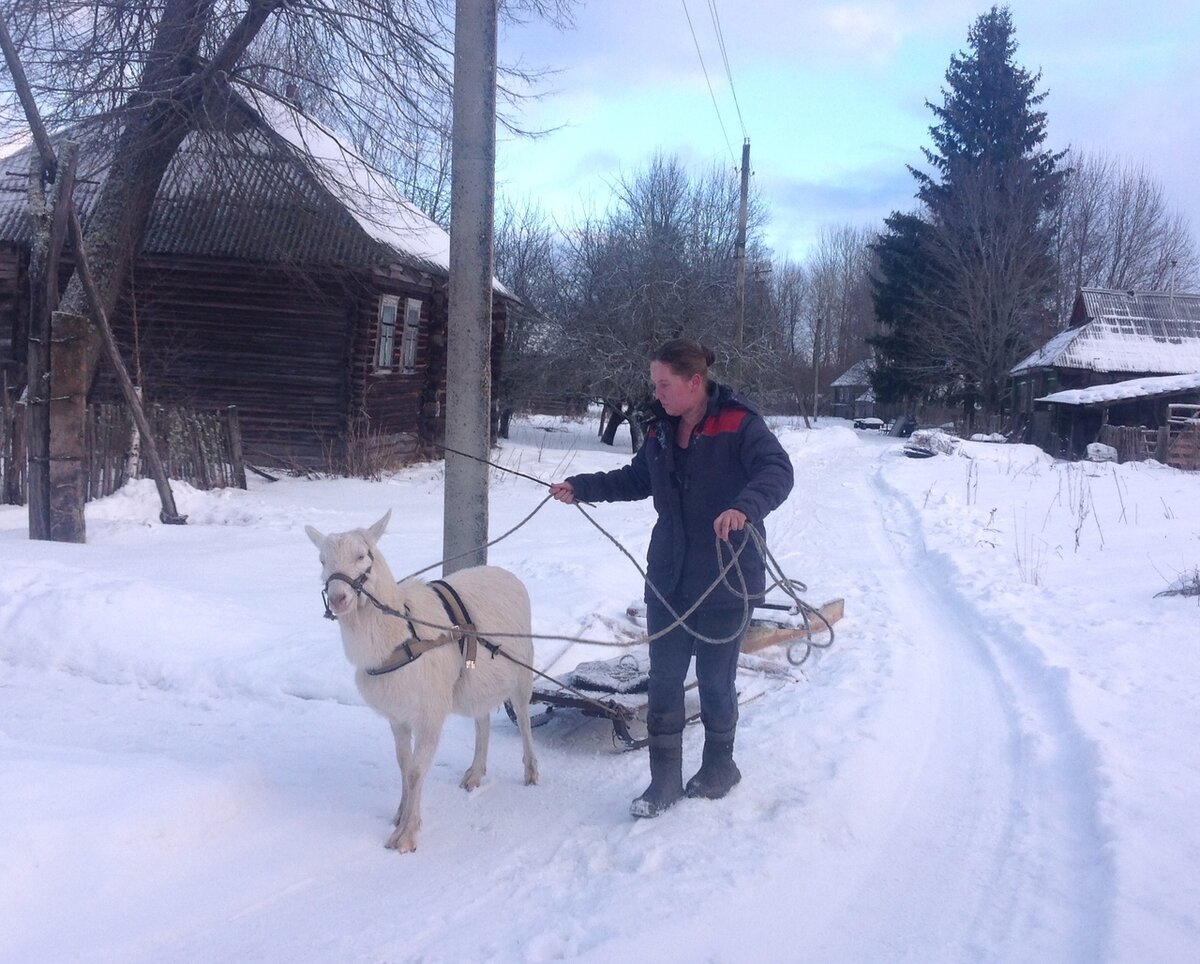 Козел-Козел замешкался во время разворота