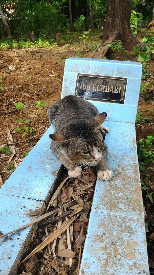 Источник фото: https://metro.co.uk/2016/11/02/this-heartbroken-cat-hasnt-left-his-dead-owners-gravestone-in-a-year-6230063/?ito=article.desktop.share.top.link