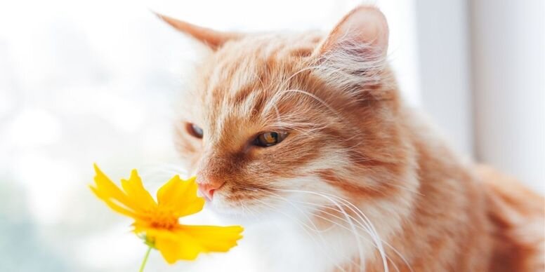 Как использовать запах мяса для привлечения кошек