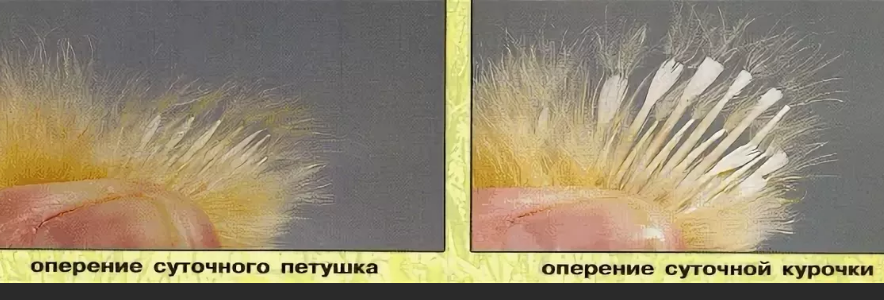 Как узнать петушок или курочка. Как определить курица или петух. как определить пол цыпленка по крыльям. курочка или петушок по крыльям. отличить петушка от курочки.