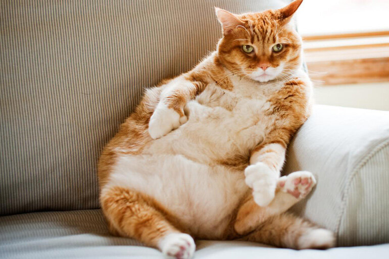 Этого котика кормили неправильно