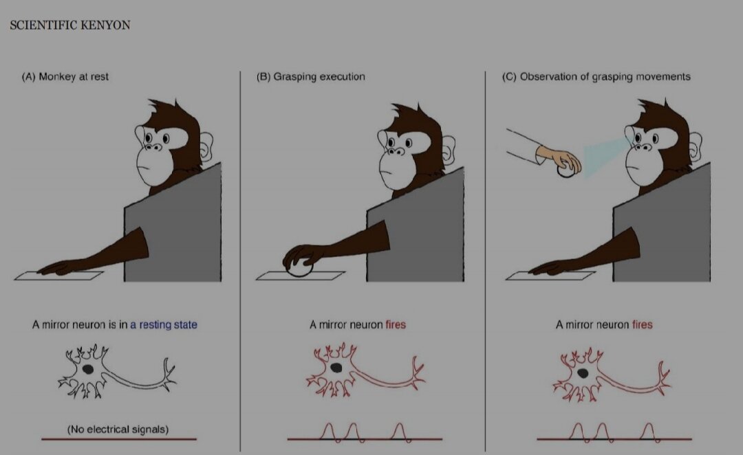 Эксперимент с мозговой деятельностью обезьяны.