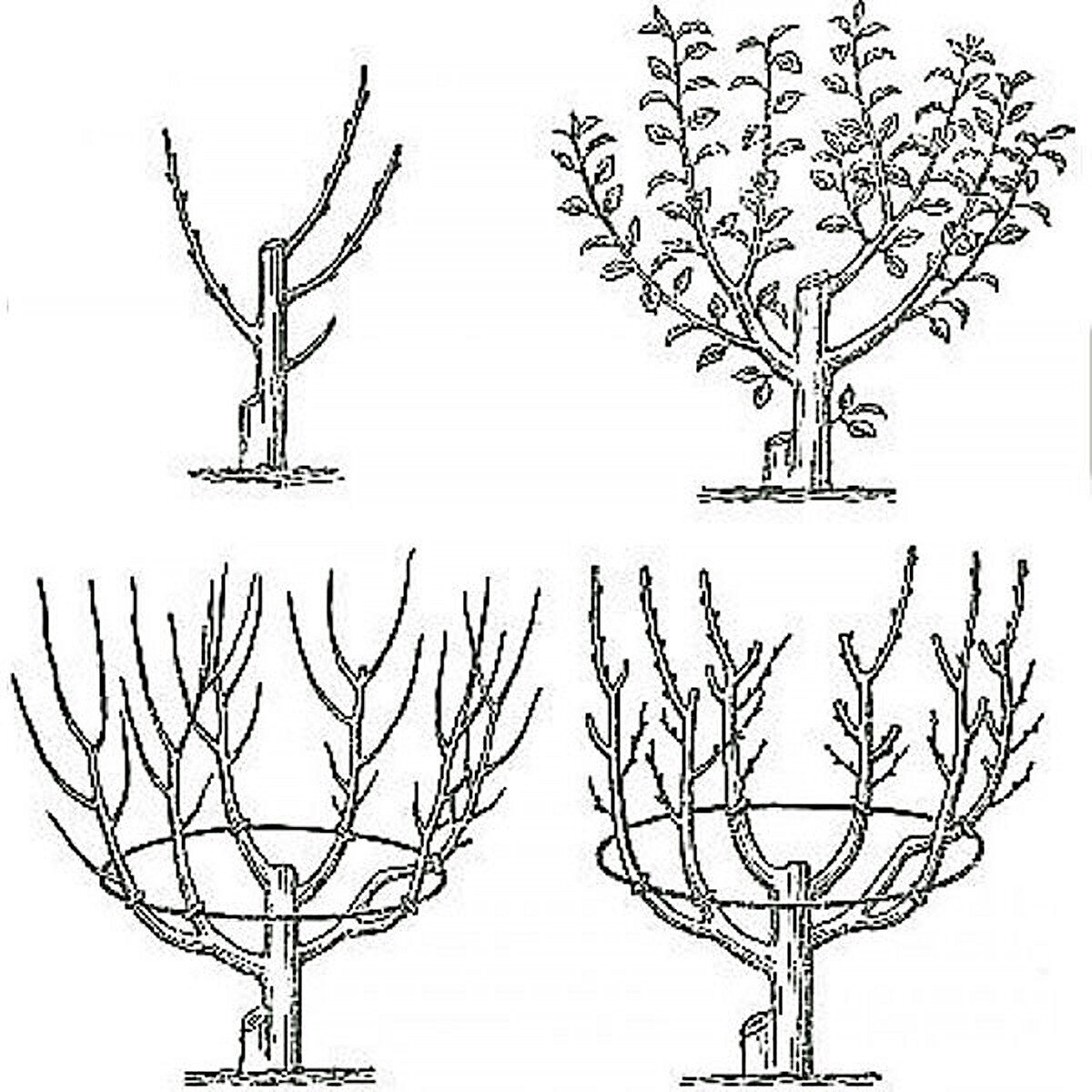 Обрезка деревьев схема плодовых весной. Формировка яблони чашей. Чашевидная крона яблони. Формирование чашевидной кроны яблони. Формировка кроны яблони.