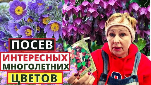 ПОСЕВ МНОГОЛЕТНИХ ЦВЕТОВ, необычных и интересных. НЕ рано ли сею