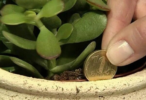 Денежное дерево