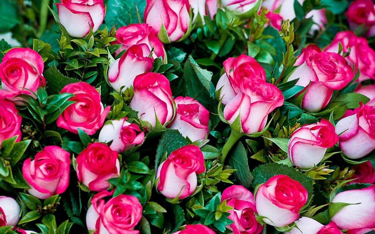 картинка взята с https://img.youscreen.ru/wall/14977465671643/14977465671643_1920x1200.jpg