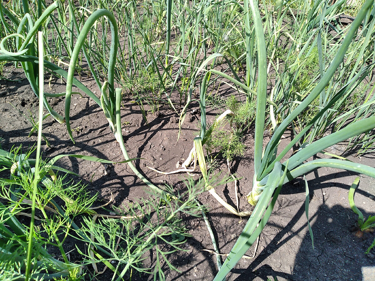 Большая часть ушла в стрелку, а другой был поражен гнилью