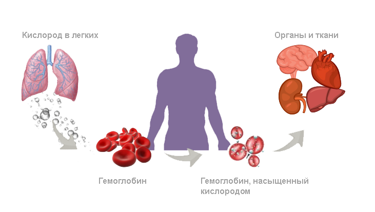 Гемоглобин с кислородом и без по-разному поглощает красные и ИК-лучи. На этом основан принцип работы пульсоксиметра.