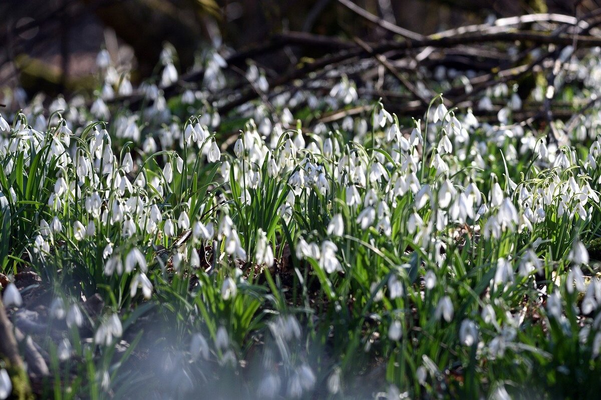 Цветы садовые подснежники: фото видов и сортов, посадка и уход за подснежниками